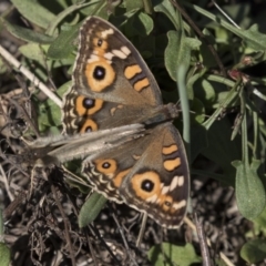 Junonia villida at Hawker, ACT - 10 Apr 2019 02:03 PM