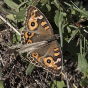 Junonia villida at Hawker, ACT - 10 Apr 2019 02:03 PM