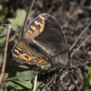 Junonia villida at Hawker, ACT - 10 Apr 2019