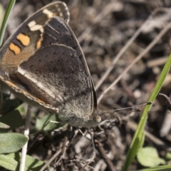 Junonia villida at Hawker, ACT - 10 Apr 2019