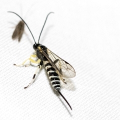 Sericopimpla sp. (genus) (Case Moth Larvae Parasite Wasp) at Hackett, ACT - 8 Apr 2019 by AlisonMilton