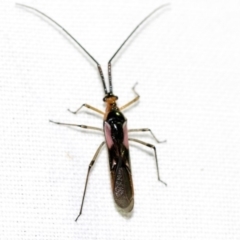 Rayieria sp. (genus) (Mirid plant bug) at Hackett, ACT - 8 Apr 2019 by AlisonMilton