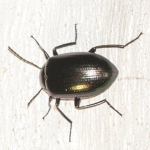 Chalcopteroides columbinus at Hackett, ACT - 8 Apr 2019 07:50 PM