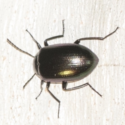 Chalcopteroides columbinus (Rainbow darkling beetle) at Black Mountain - 8 Apr 2019 by AlisonMilton