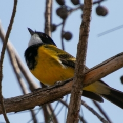 Pachycephala pectoralis (Golden Whistler) at Chapman, ACT - 21 Apr 2019 by SWishart