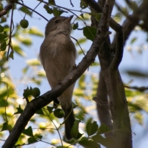 Pachycephala pectoralis at Chapman, ACT - 21 Apr 2019 10:16 AM