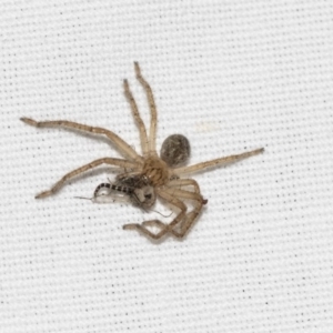 Sparassidae (family) at Hackett, ACT - 8 Apr 2019