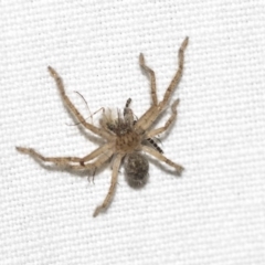 Sparassidae (family) at Hackett, ACT - 8 Apr 2019 08:13 PM