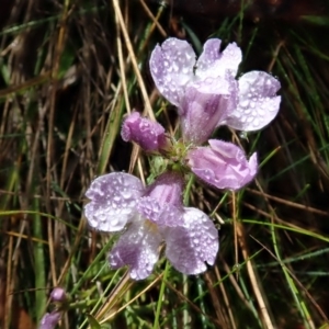 Euphrasia caudata at Bimberi, NSW - 20 Apr 2019 11:08 AM