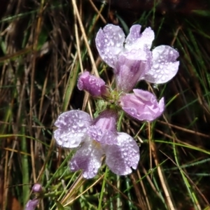 Euphrasia caudata at Bimberi, NSW - 20 Apr 2019