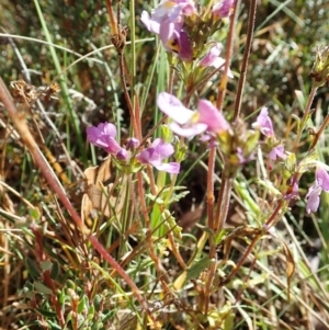 Euphrasia caudata at Bimberi, NSW - 20 Apr 2019 11:08 AM