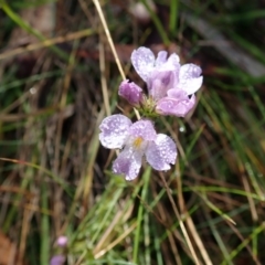 Euphrasia caudata at Bimberi, NSW - 20 Apr 2019 11:08 AM