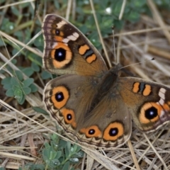 Junonia villida (Meadow Argus) at Belconnen, ACT - 23 Apr 2019 by Thurstan