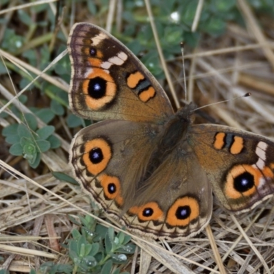 Junonia villida (Meadow Argus) at Belconnen, ACT - 23 Apr 2019 by Thurstan