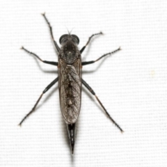 Cerdistus sp. (genus) (Yellow Slender Robber Fly) at Hackett, ACT - 8 Apr 2019 by AlisonMilton