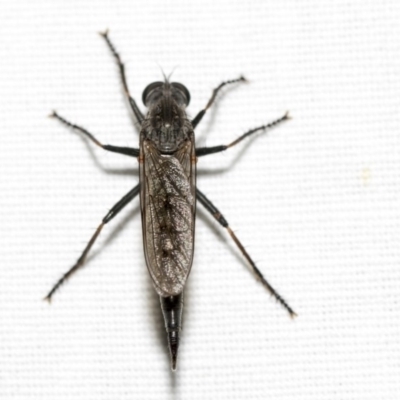 Cerdistus sp. (genus) (Yellow Slender Robber Fly) at Black Mountain - 8 Apr 2019 by AlisonMilton