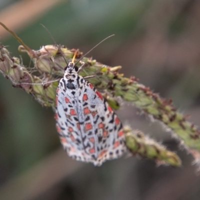 Utetheisa pulchelloides (Heliotrope Moth) at Stromlo, ACT - 21 Apr 2019 by SWishart