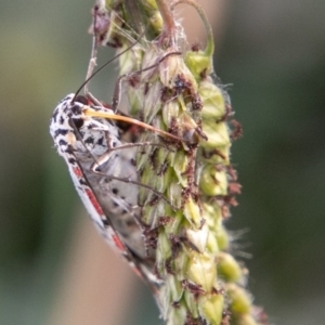 Utetheisa pulchelloides at Stromlo, ACT - 21 Apr 2019