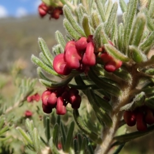 Grevillea lanigera at Bimberi, NSW - 20 Apr 2019 11:55 AM