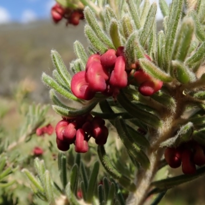 Grevillea lanigera (Woolly Grevillea) at Bimberi, NSW - 20 Apr 2019 by BronClarke