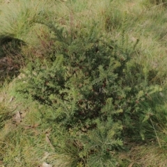 Grevillea lanigera at Bimberi, NSW - 20 Apr 2019 11:55 AM