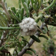 Grevillea lanigera at Bimberi, NSW - 20 Apr 2019