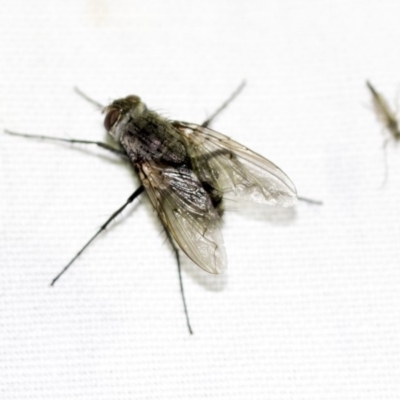 Senostoma sp. (genus) (A parasitoid tachinid fly) at Black Mountain - 8 Apr 2019 by AlisonMilton
