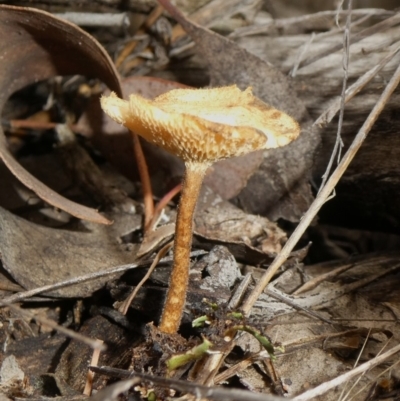 Lentinus arcularius (Fringed Polypore) at Theodore, ACT - 23 Apr 2019 by owenh