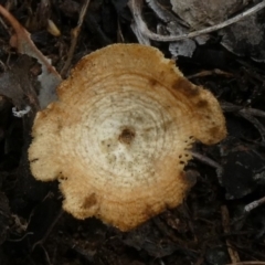 Lentinus arcularius at Theodore, ACT - 23 Apr 2019