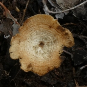 Lentinus arcularius at Theodore, ACT - 23 Apr 2019 12:24 PM