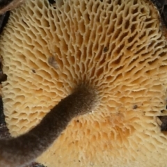 Lentinus arcularius at Theodore, ACT - 23 Apr 2019 12:24 PM