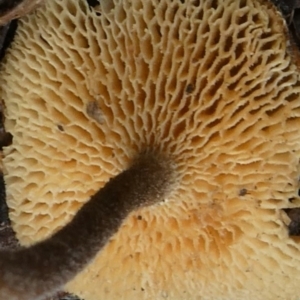 Polyporus arcularius at Theodore, ACT - 23 Apr 2019