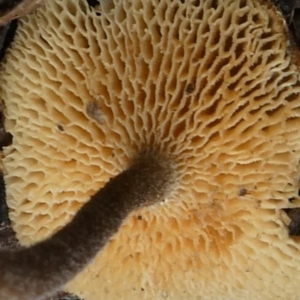 Lentinus arcularius at Theodore, ACT - 23 Apr 2019