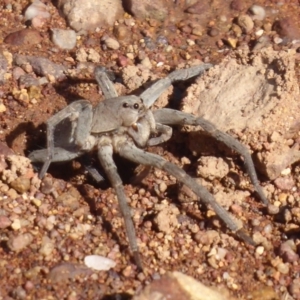 Portacosa cinerea at Majura, ACT - 23 Apr 2019