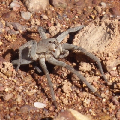 Portacosa cinerea (Grey wolf spider) at Majura, ACT - 23 Apr 2019 by Christine