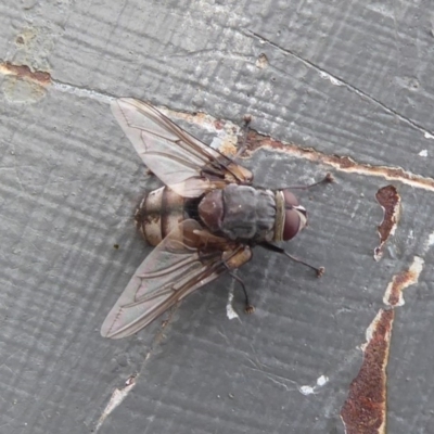 Prodiaphania sp. (genus) (A Tachinid fly) at Mount Ainslie - 23 Apr 2019 by Christine