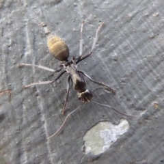 Camponotus aeneopilosus (A Golden-tailed sugar ant) at Mount Ainslie - 23 Apr 2019 by Christine