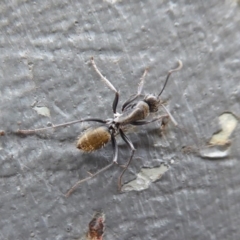 Camponotus aeneopilosus at Majura, ACT - 23 Apr 2019