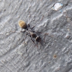 Camponotus aeneopilosus at Majura, ACT - 23 Apr 2019 02:16 PM