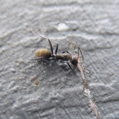 Camponotus aeneopilosus at Majura, ACT - 23 Apr 2019 02:16 PM