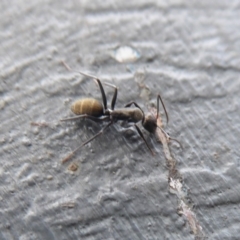 Camponotus aeneopilosus at Majura, ACT - 23 Apr 2019