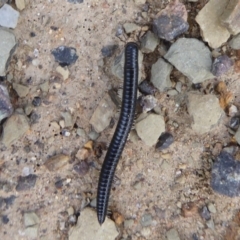 Ommatoiulus moreleti (Portuguese Millipede) at Mount Ainslie - 23 Apr 2019 by Christine