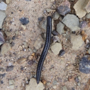 Ommatoiulus moreleti at Majura, ACT - 23 Apr 2019 02:18 PM