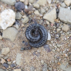 Ommatoiulus moreleti at Majura, ACT - 23 Apr 2019 02:18 PM