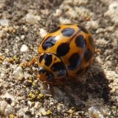 Harmonia conformis (Common Spotted Ladybird) at Mount Ainslie - 23 Apr 2019 by Christine