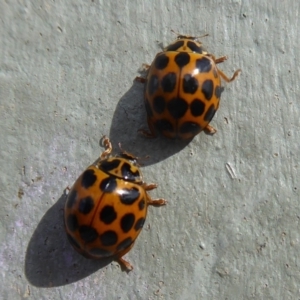 Harmonia conformis at Majura, ACT - 23 Apr 2019 02:24 PM