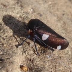 Eurymela distincta (Gumtree leafhopper) at Mount Ainslie - 23 Apr 2019 by Christine