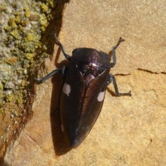 Eurymela distincta at Majura, ACT - 23 Apr 2019 02:26 PM