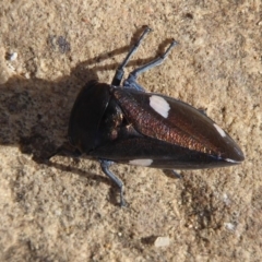 Eurymela distincta at Majura, ACT - 23 Apr 2019 02:26 PM