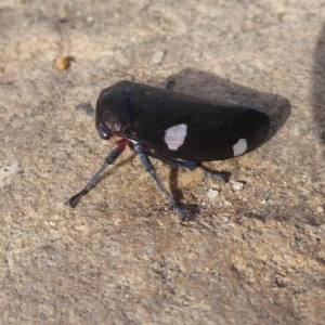 Eurymela distincta at Majura, ACT - 23 Apr 2019